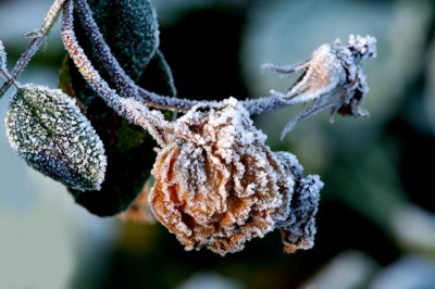 Raureif-Rose-1.jpg