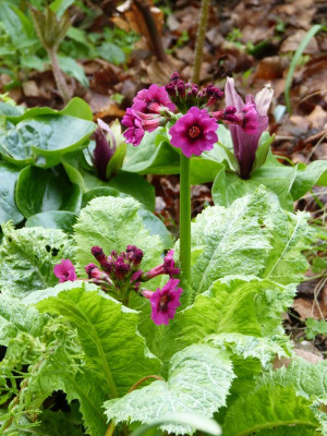 2017-05-16 Primula Barnhaven.jpg