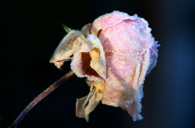 Raureif-Rose-2.jpg