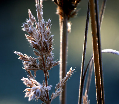 Raureif-Calamagrostis-2.jpg