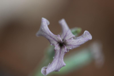 Matthiola montana 14.05.17.jpg