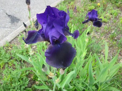 IMG_1882.JPG
