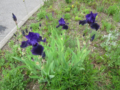 IMG_1883.JPG