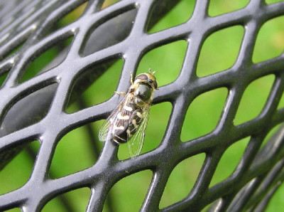 Mondfleck-Feldschwebfliege-1a.jpg