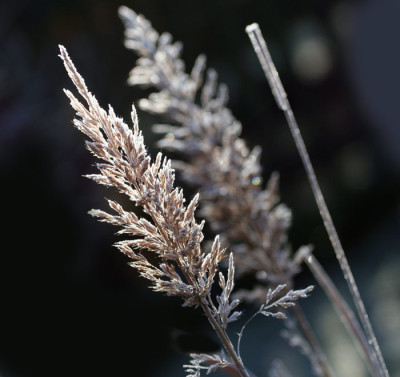 Raureif-Calamagrostis-3.jpg