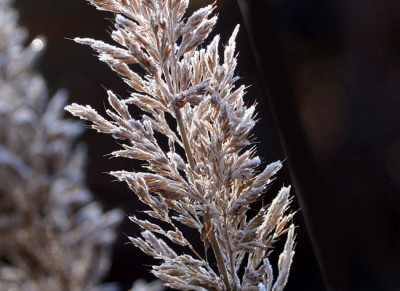 Raufreif-Calamagrostis.jpg