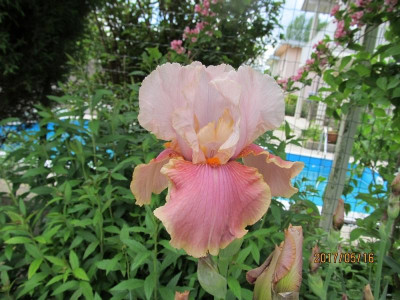 IMG_3062 small.jpg