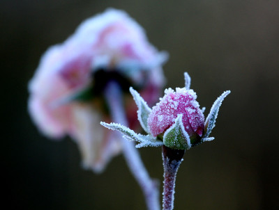 Raureif-2--15.12.06-125.jpg