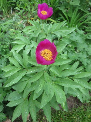 Paeonia mascula ssp.jpg