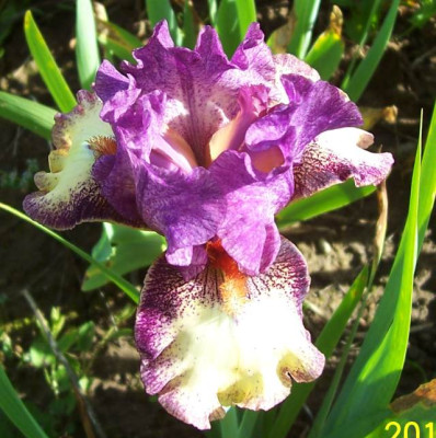 100_7028 SDB TH Plicata violett.jpg