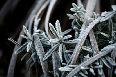 Raureif-Lavendel.jpg