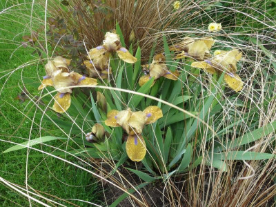 Iris barb.jpg