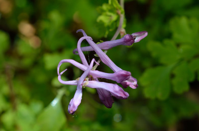 DSC_7290-Corydalis sheareri (f. bulbillifera)_006.JPG