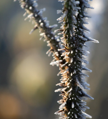 Raureif-Rosentrieb-4.jpg