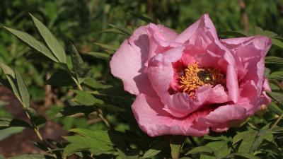 GidW - rosa Rockii-Slg.jpg
