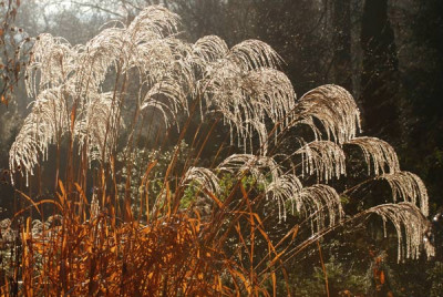 Miscanthus-glitzernd.jpg