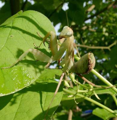 07070037_eSphodromantis_Nymphe_W.JPG