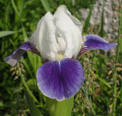 IMG_6686 Iris barbata nana eventuell Boo.jpg