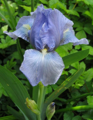 IMG_6808 Iris barbata media hellblaue.jpg