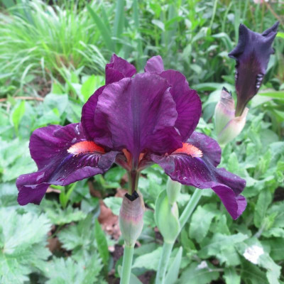 Iris barb.jpg