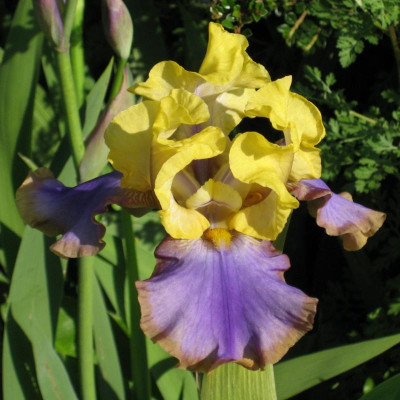 IMG_6851 Iris barbata Tumulteux.jpg