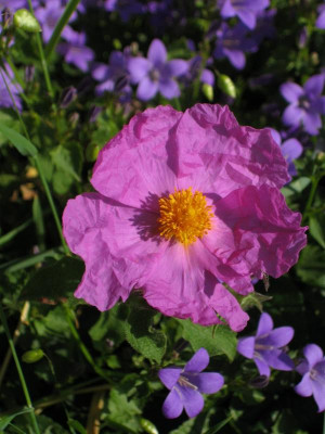 IMG_6849 Cistus aus Apulien.jpg