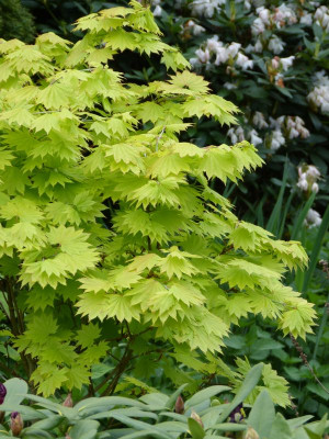 2017-05-16 Acer shirasawanum 'Aureum'.jpg