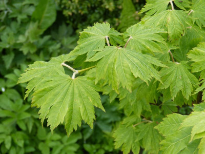 2017-05-16 Acer pseudosieboldianum ssp takesimense 1.jpg