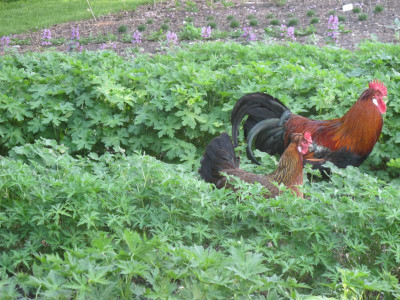 Gartenhilfen 17.5.17 ue.JPG