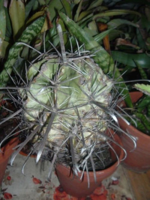 Ferocactus-Liebling.jpg