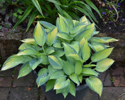 Hosta-June.16-2.jpg