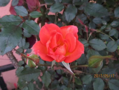 IMG_3114 small.jpg