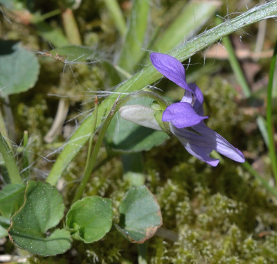 DSC_7309-Sandveilchen-Viola rupestris_002.JPG