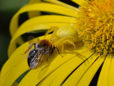 DSC_7314-Veränderliche Krabbenspinne-BienenBeute_007.JPG