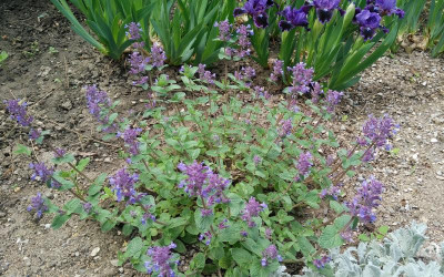 Nepeta_Grog_120517.jpg