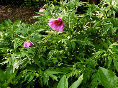 P.veitchii var.woodwardii (3).JPG