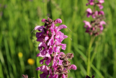 Wiesensalbei-1.JPG