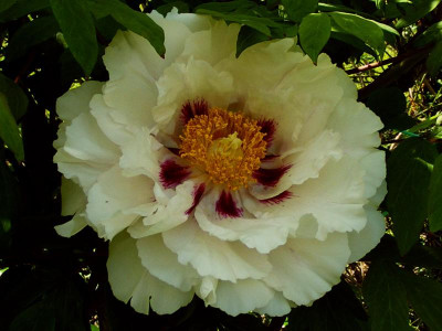 Rockii 25-07.JPG