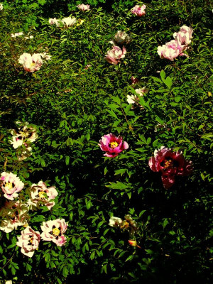 Rockii`s als Hecke.JPG