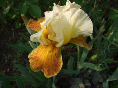 2017_0518mitteMai0038.JPG