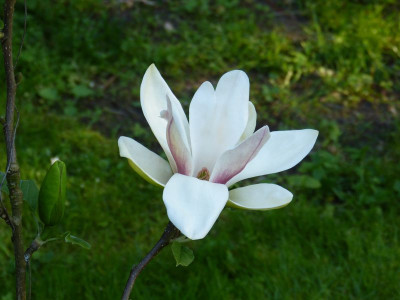 2017-05-18 Magnolia 'Sunsation'.jpg