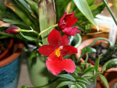 Orchi_Miltonia1.jpg