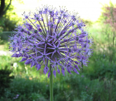 011 Allium jesdianum Akbulak.jpg