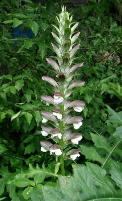 07070025_eAcanthus_hungaricus.JPG