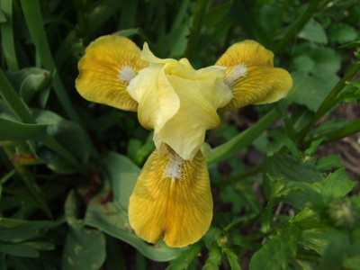 Bay Berry Yellow.JPG