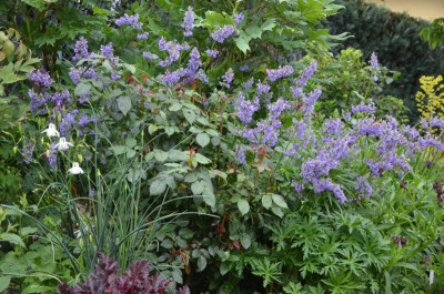 Nepeta_grandiflora-ZinsersGiant.17-1.jpg