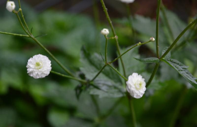 Ranunculus_aconitifolius-Pleniflora.17-1.jpg