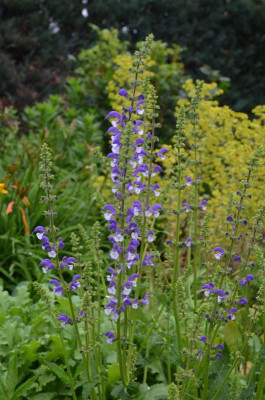 Salvia_nemerosa-Madeline.17-1.jpg