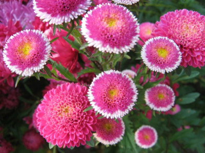 schöne-astern-blumen-bedeutung-rosa.jpg