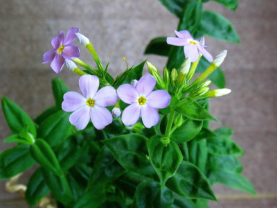 P. idahonis_Ga_RIMG1654.JPG